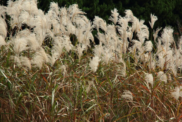 Miscanthus Sinensis 'Graziella'