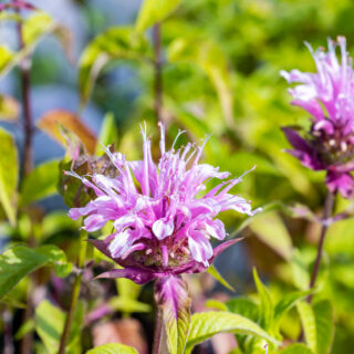 Monarda ‘Croftway Pink’