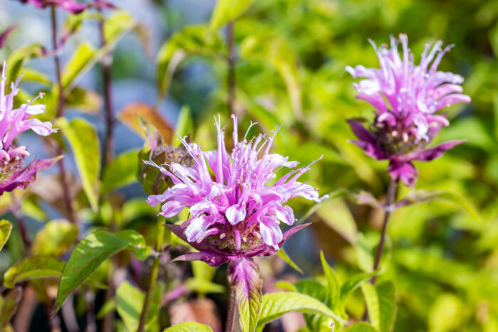 Monarda 'Croftway Pink'