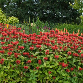 Monarda ‘Jacob Cline’