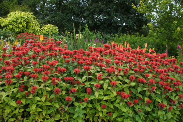 Monarda 'Jacob Cline'