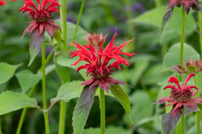 Monarda 'Jacob Cline'