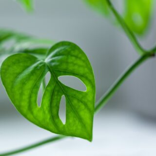 Monstera Obliqua