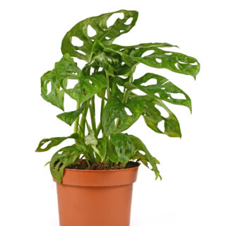 Monstera Obliqua