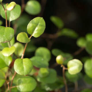 Muehlenbeckia Complexa
