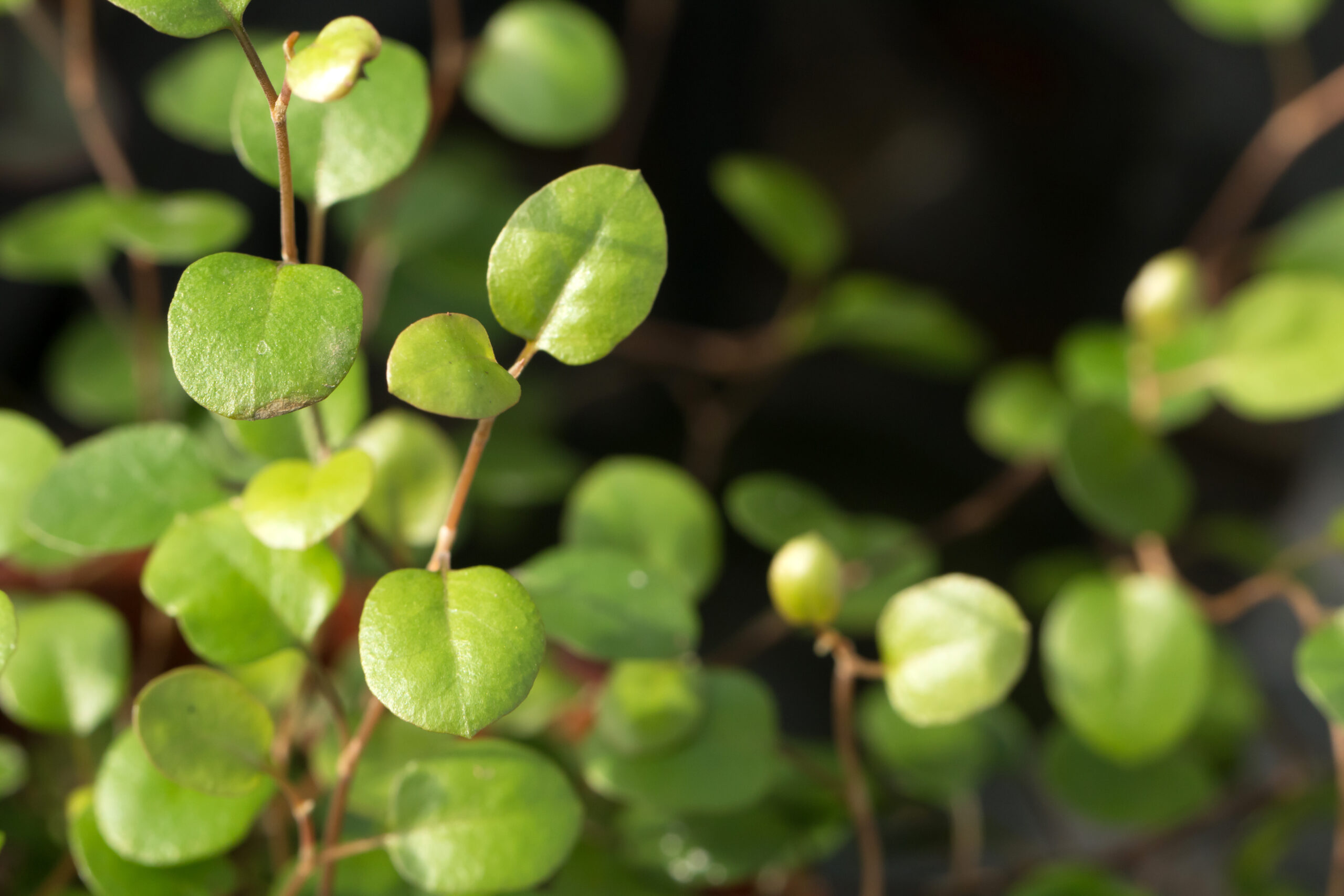 Muehlenbeckia Complexa Muehlenbeckia Complexa