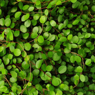 Muehlenbeckia Complexa