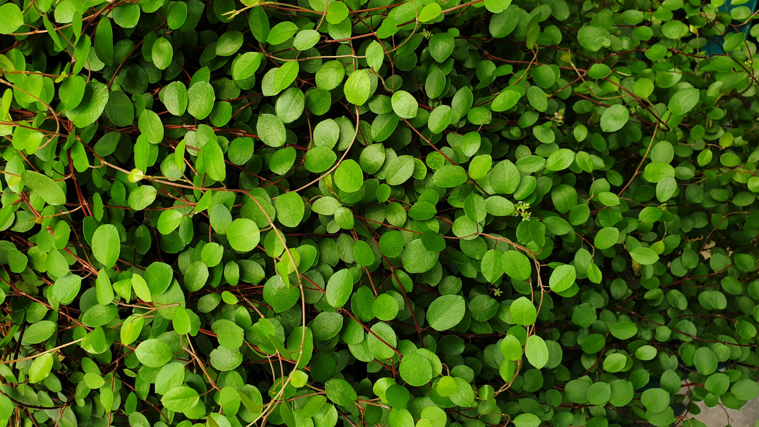 Muehlenbeckia Complexa Muehlenbeckia Complexa