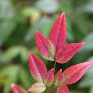 Nandina Domestica
