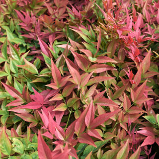 Nandina Domestica