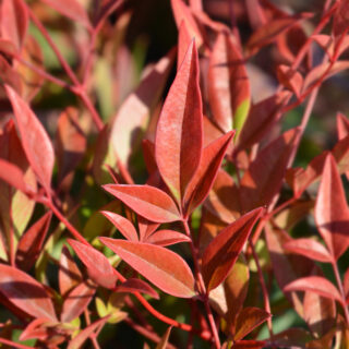 Nandina Domestica ‘Fire Power’