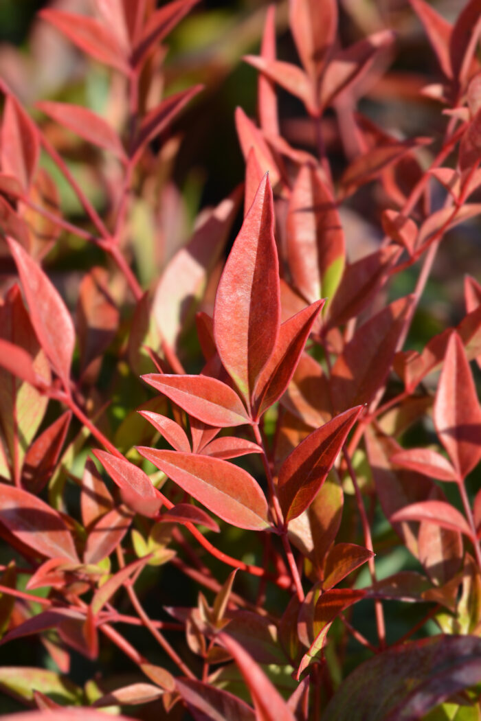 Nandina Domestica 'Fire Power'