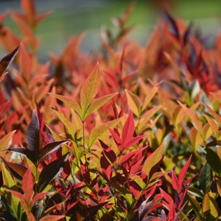 Nandina Domestica ‘Fire Power’