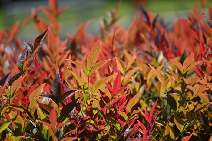 Nandina Domestica 'Fire Power'