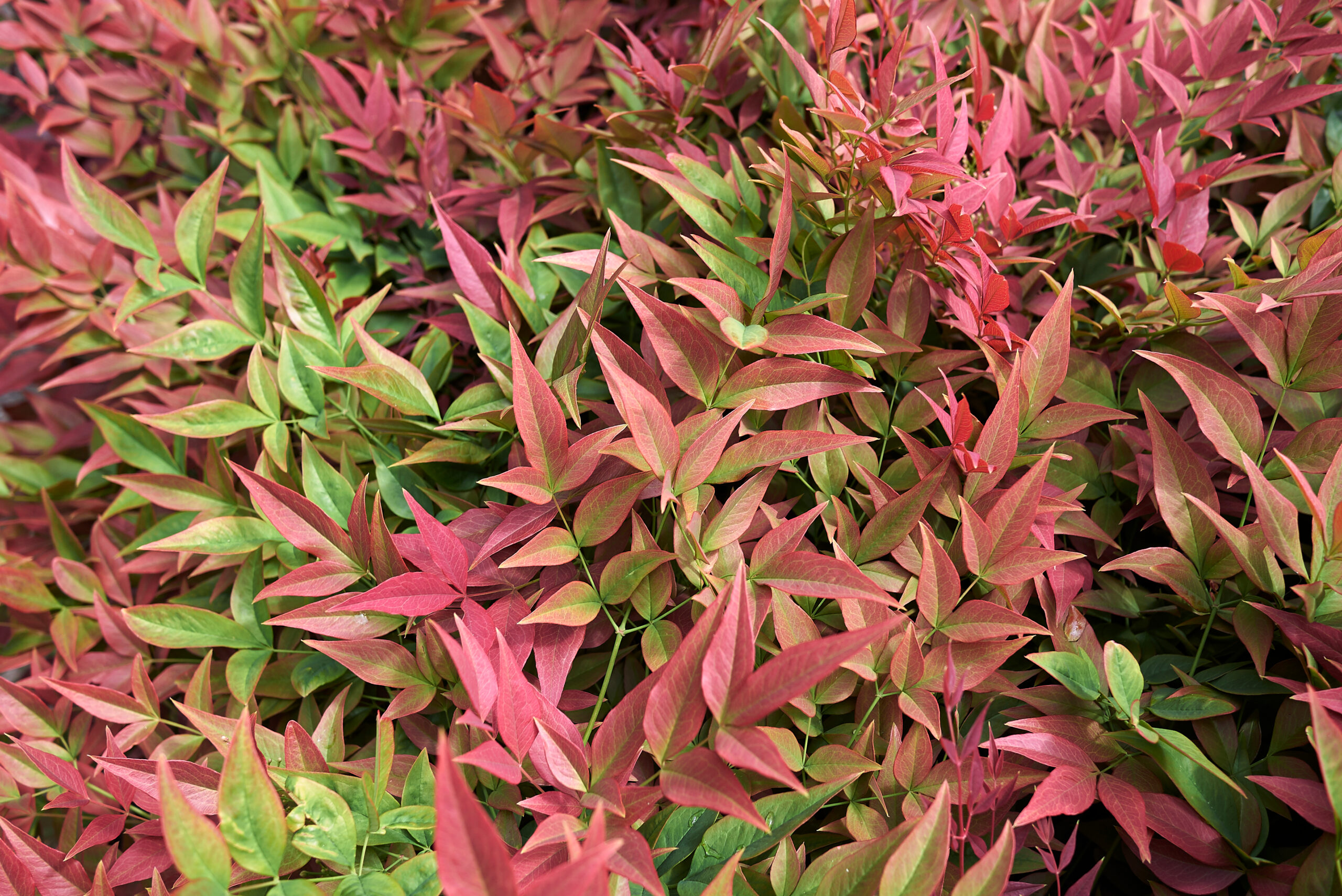 Nandina Domestica Plants To Your Door Nandina Domestica Plants To Your Door