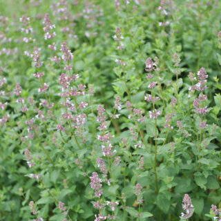 Nepeta Grandiflora ‘Dawn to Dusk’
