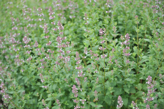 Nepeta Grandiflora 'Dawn to Dusk'