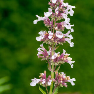 Nepeta Grandiflora ‘Dawn to Dusk’