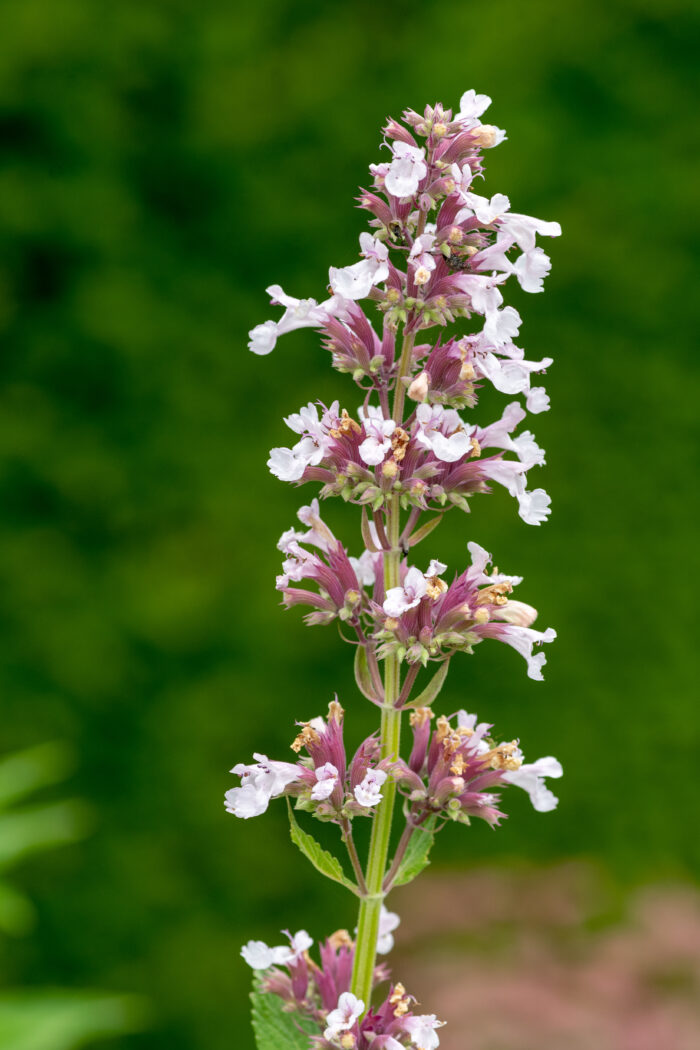 Nepeta Grandiflora 'Dawn to Dusk'