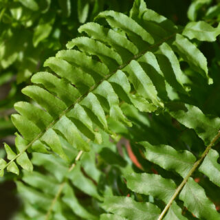 Nephrolepis Exaltata ‘Green Lady’