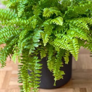 Nephrolepis Exaltata ‘Green Lady’