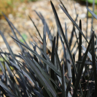 Ophiopogon Planiscapus ‘Nigrescens’