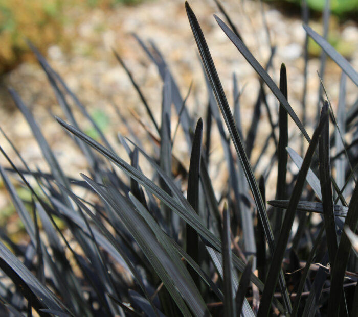 Ophiopogon Planiscapus 'Nigrescens'