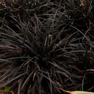 Ophiopogon Planiscapus ‘Nigrescens’