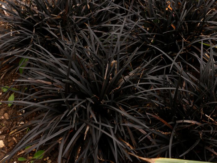 Ophiopogon Planiscapus 'Nigrescens'