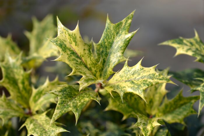 Osmanthus Heterophyllus 'Tricolor'