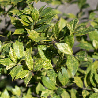 Osmanthus Heterophyllus ‘Tricolor’