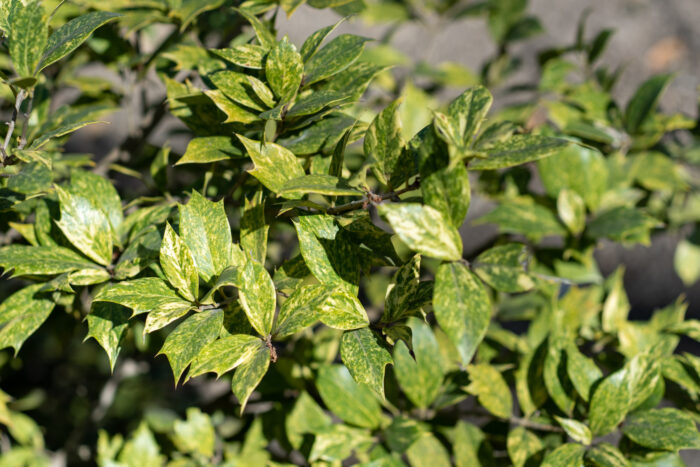 Osmanthus Heterophyllus 'Tricolor'