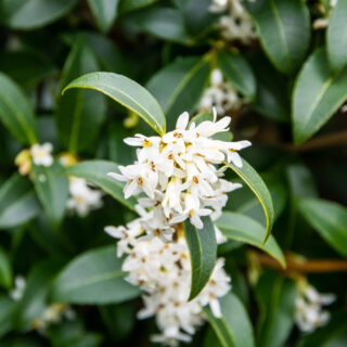 Osmanthus x Burkwoodii