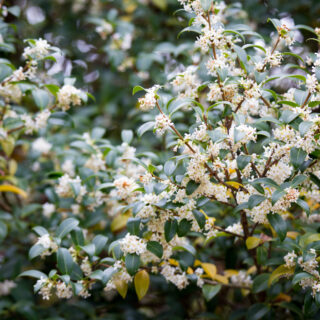 Osmanthus x Burkwoodii