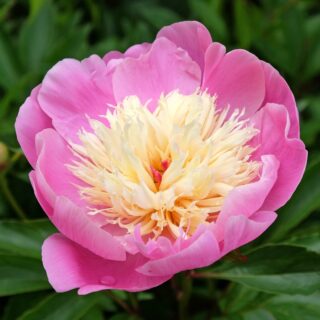 Paeonia Lactiflora Bowl of Beauty