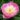 Paeonia Lactiflora Bowl of Beauty