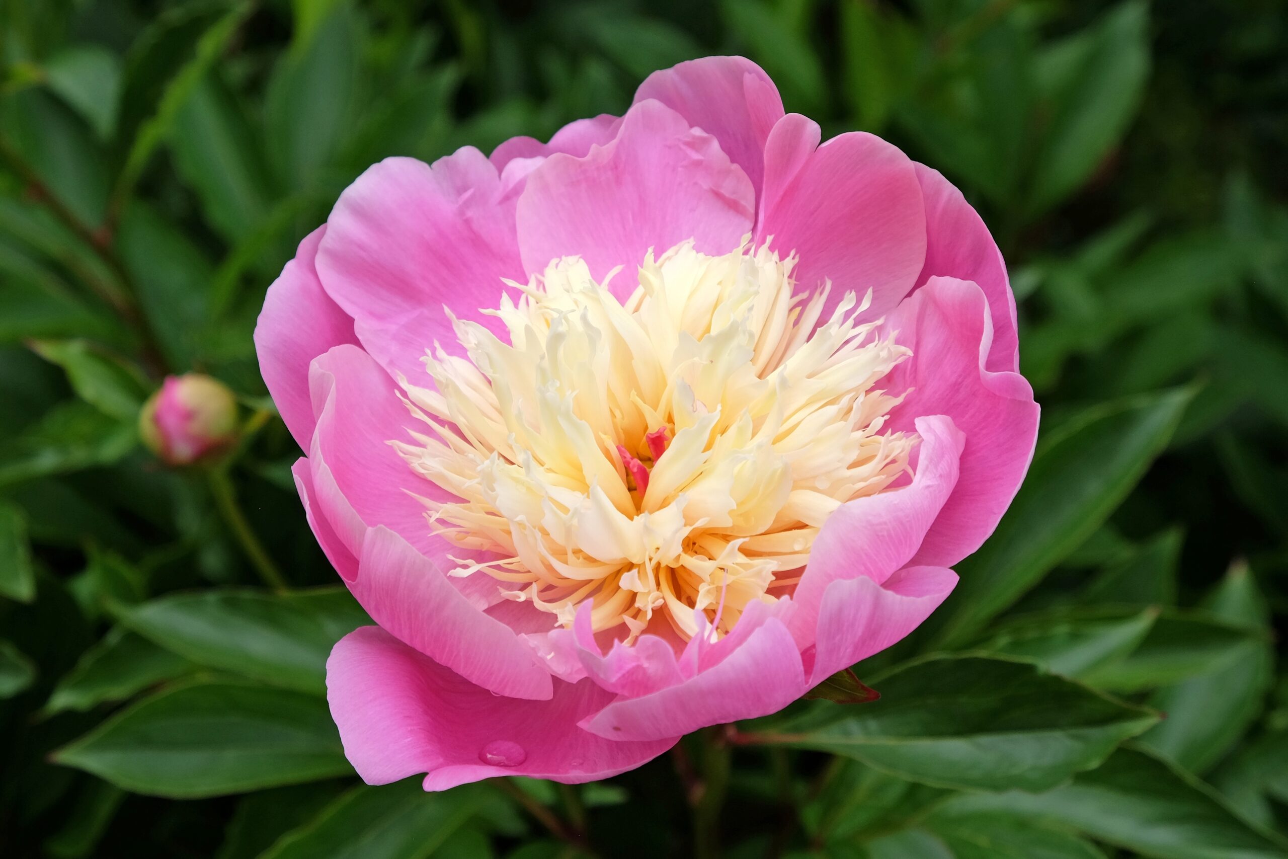 Paeonia Lactiflora Bowl of Beauty Paeonia Lactiflora Bowl of Beauty