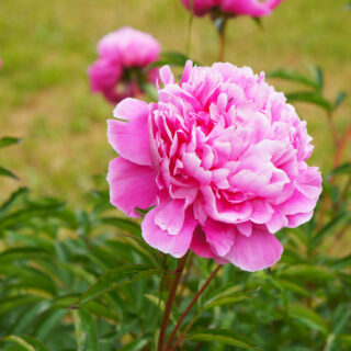 Paeonia Pink