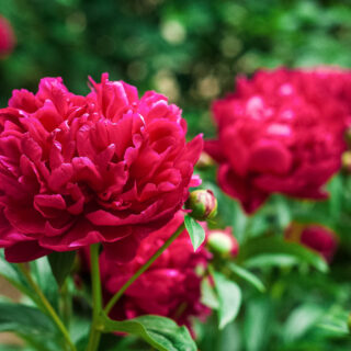 Paeonia Red