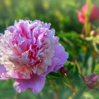 Paeonia Sorbet