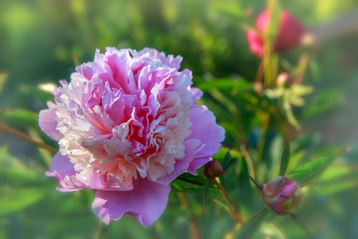 Paeonia Sorbet