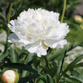 Paeonia White