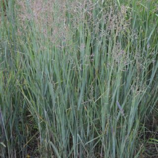 Panicum Virgatum ‘Heavy Metal’