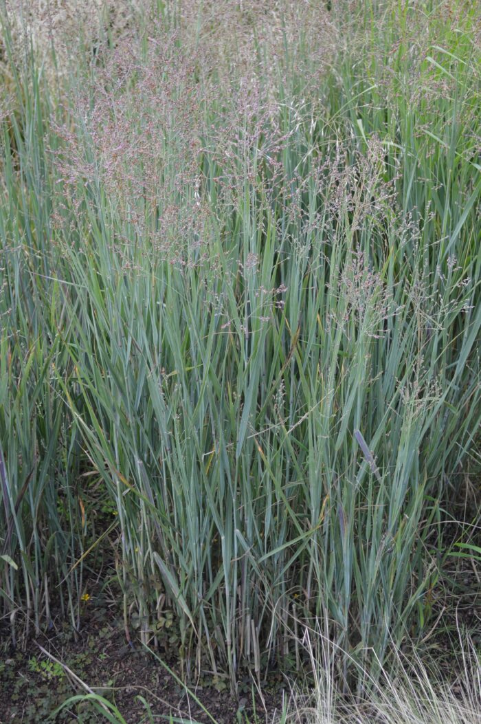 Panicum Virgatum 'Heavy Metal'