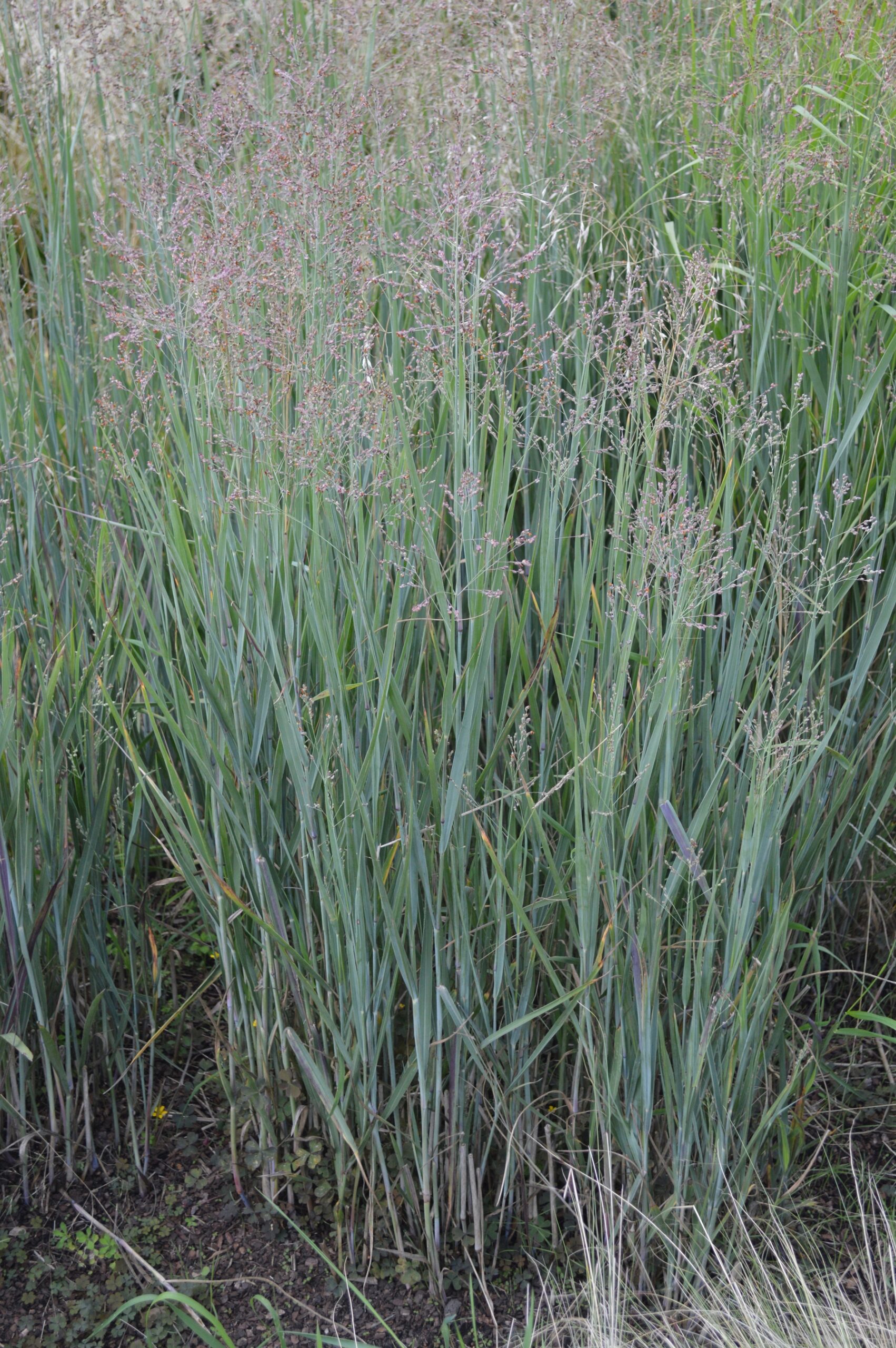 Panicum Virgatum 'Heavy Metal' - Plants To Your Door