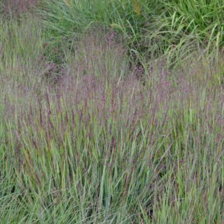 Panicum Virgatum ‘Heavy Metal’