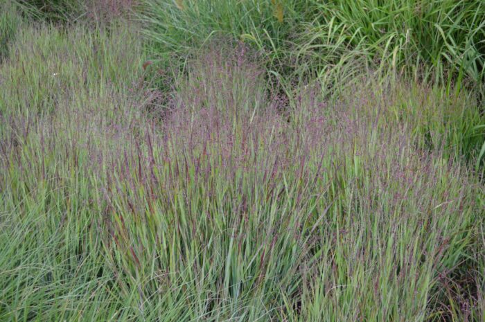 Panicum Virgatum 'Heavy Metal'