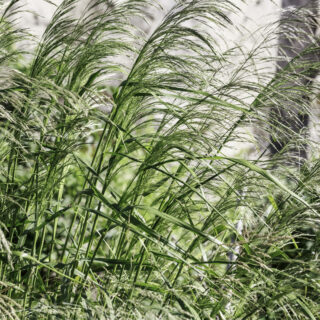 Panicum Virgatum ‘Northwind’