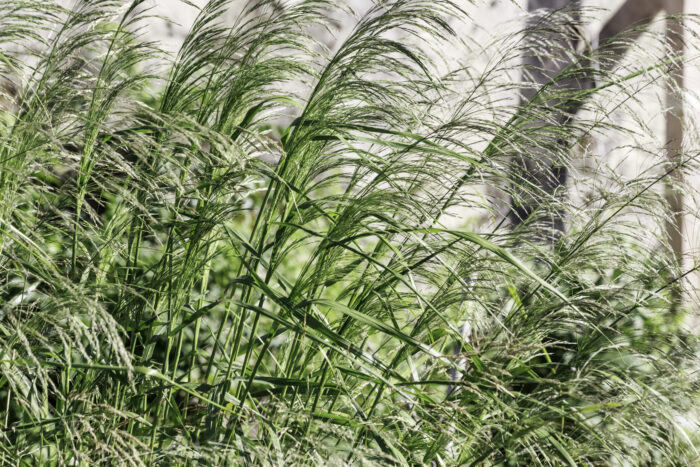 Panicum Virgatum 'Northwind'