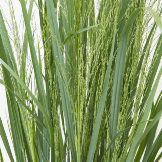 Panicum Virgatum ‘Northwind’